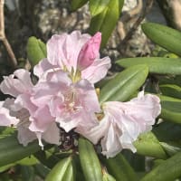 石楠花が綺麗