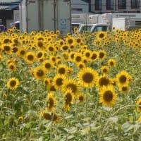 ヒマワリ、草加市の