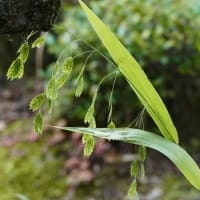 庭の山野草