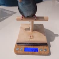 サックサクのお好み焼き