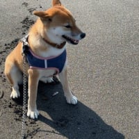 強風後の浜にアカクラゲにアメフラシの卵