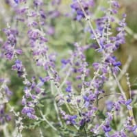10月の花のアルバム（8/8）最終回