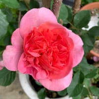 薔薇が咲き始めました