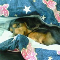 犬は