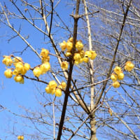 季節の花