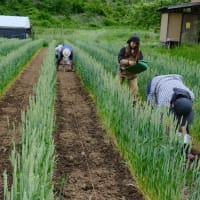 【無料公開】自然菜園スクール【長野校】『手づくり醤油＆味噌（小麦・大豆）コース』5月18日（日）	講義：タネから育てる手前味噌・醤油講座①大豆栽培 実習：大豆の種まき、土寄せ