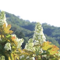 群馬県甘楽郡下仁田町の山里では、カシワバアジサイの花が咲いています