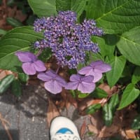 赤い橋渡ってポートアイランドにチェックイン