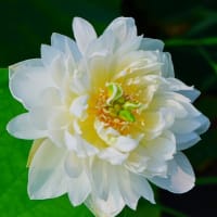 今朝早く、今川の花池に蓮の花の開花を見に行って来ました、通勤ラッシュに出会い、思う様に進まず、イライラ爺は、現地到着までに体力消耗為て、思う様に蓮の花と向き合え無かった。