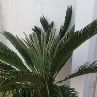 ソテツ新葉