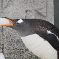 ヘン顔ペンギン