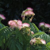 ネムノキの花