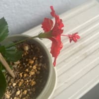 ビョウヤナギ（ヒペリカム）