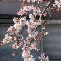 春がきた