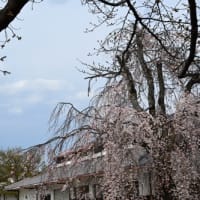 今日の姫路城 桜は？ '25.3.29