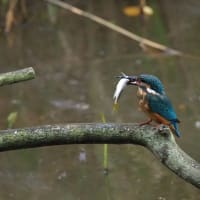 カワセミとサギ
