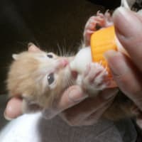 母猫が見せた生後間もない子猫への愛情