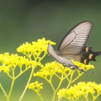 ジャコウアゲハの飛翔