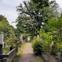 梅雨の晴れ間の雑司ヶ谷霊園