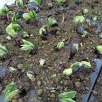 黒枝豆の定植