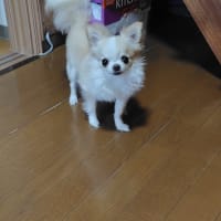 アップルパウンドケーキを焼きましたよ