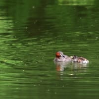 カイツブリに異変？