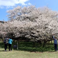 最後の桜は箱根で ( The last cherry blossoms in Hakone )