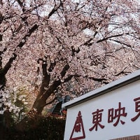 練馬区を代表する桜並木は、延々と続く桜のトンネル