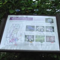 多摩川台公園あじさい園　　きれいな濃い色のべにがくあじさい　　5
