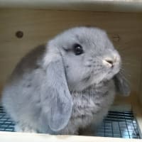 ありがとうO次郎
