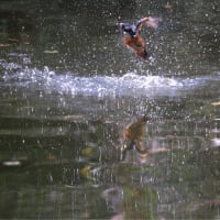 変更してko公園に