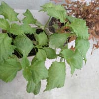 プランター菜園、ちょこっと収穫・・・・・。(^^ゞ
