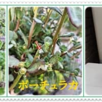 今日は「救急の日」 ＆ 作物の出来を占う ＆ 白いものなんでしょうね ＆ 太っちょな三日月