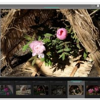 FUJIFILM X RAW STUDIO　WINDOWS版