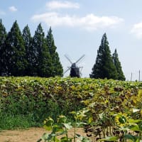 猛暑のあけぼの山公園