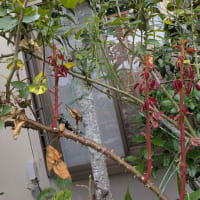 つる薔薇の整枝