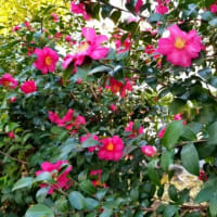 　～～ヒイラギ、ツバキ、サザンカ、クチナシの実～～❀🌺💠🍍