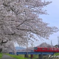 桜と名鉄電車、其の六
