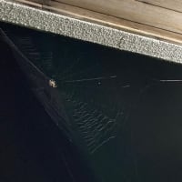 蜘蛛の糸を見上げる日が続いている。縁側の上に網を張っている蜘蛛がいる！外灯の上で生息している！