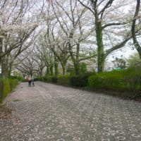 花見散歩～引地川緑道