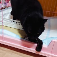 なつの前足