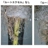【”更新作業”する微生物】微生物の力を活かし、競技会に備える。【バイオエアレーション】