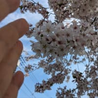 家の前の桜
