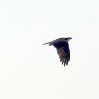 05/31探鳥記録写真：遠賀川河口堰の鳥たち(ミサゴの幼鳥、キアシシギ、）