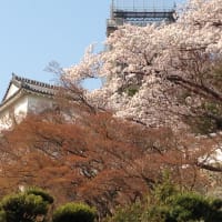 姫路城で桜を見る