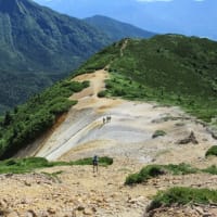 八ヶ岳への山旅　2日目は横岳から硫黄岳へ　高嶺の花を探す　8月初日