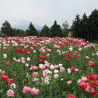 山陰ドライブ 広島県福山市から とっとり花回廊 光触媒造花の万年青屋 おもとや 店主ブログ