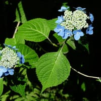 エゾアジサイの装飾花
