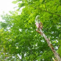 桧枝岐の山菜2025/6