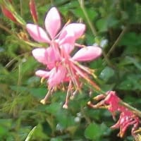 　「白蝶草」なのに赤色開花。３年目。